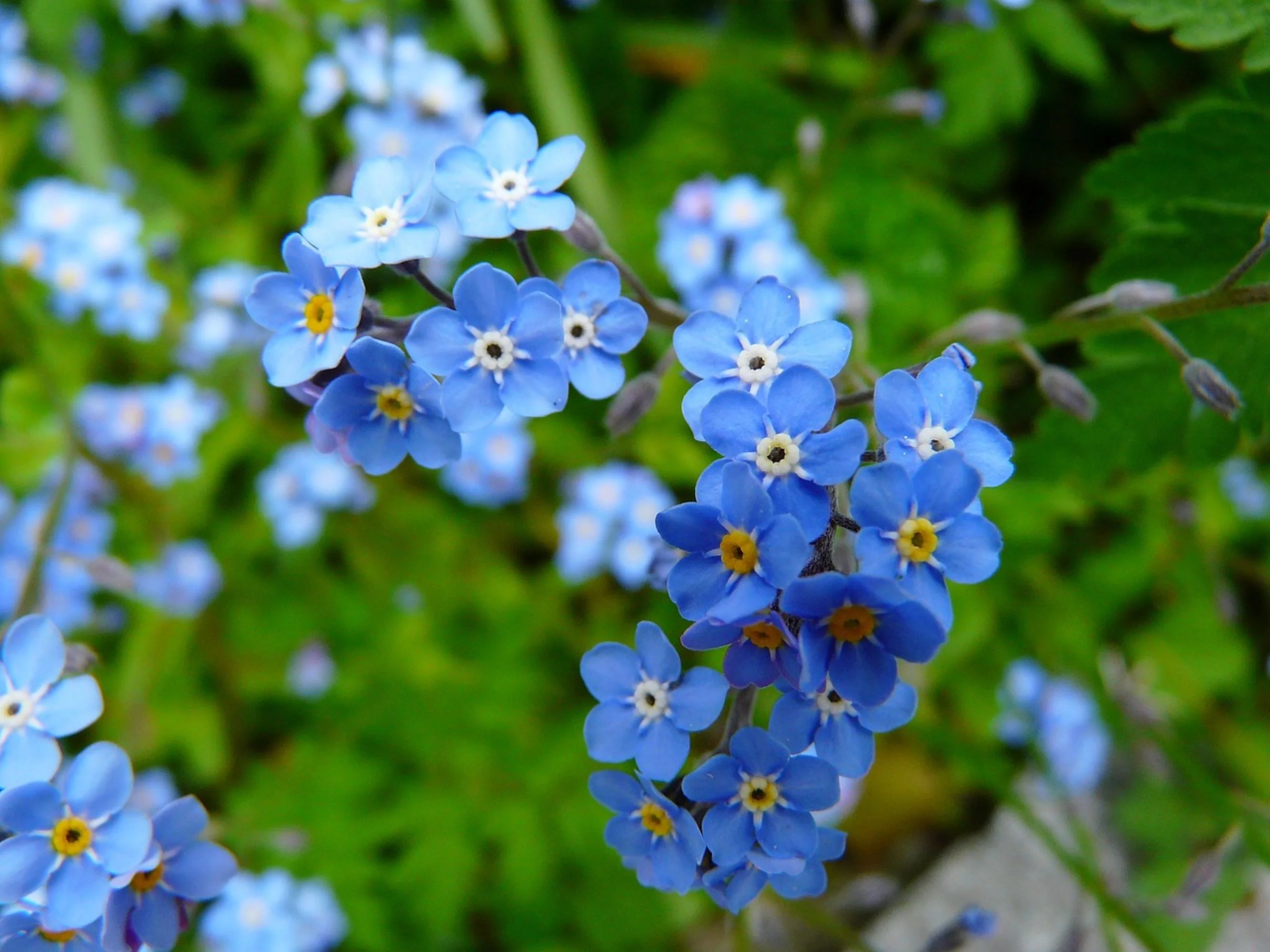 Forget-Me-Not Seeds/ Perennial/ Full Sun/1600 Seeds 1 Gram/ Zellajake Farm and Garden - B254