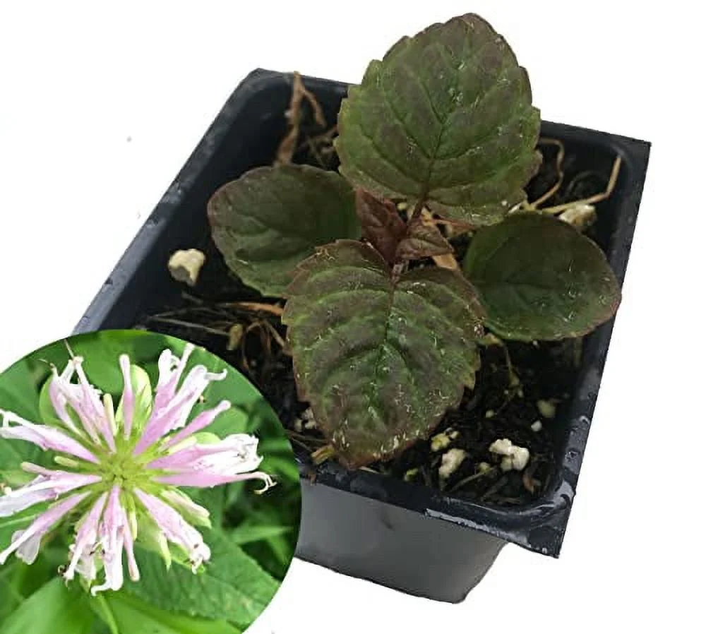 Bee Balm Plant (Monarda Fistula) 2.5 inch Pot