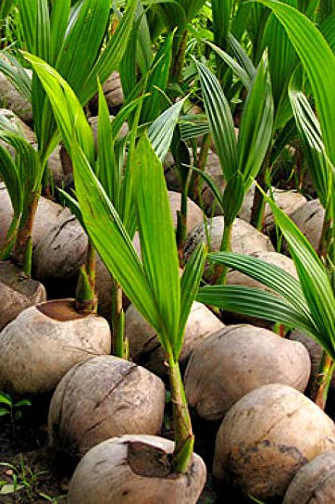 Coconut Tree, Green (Excludes Ca), Size: 12 inch