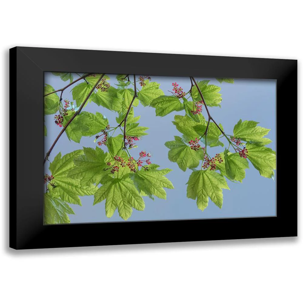 Mahan, Kathy 14x11 Black Modern Framed Museum Art Print Titled - Vine Maple II