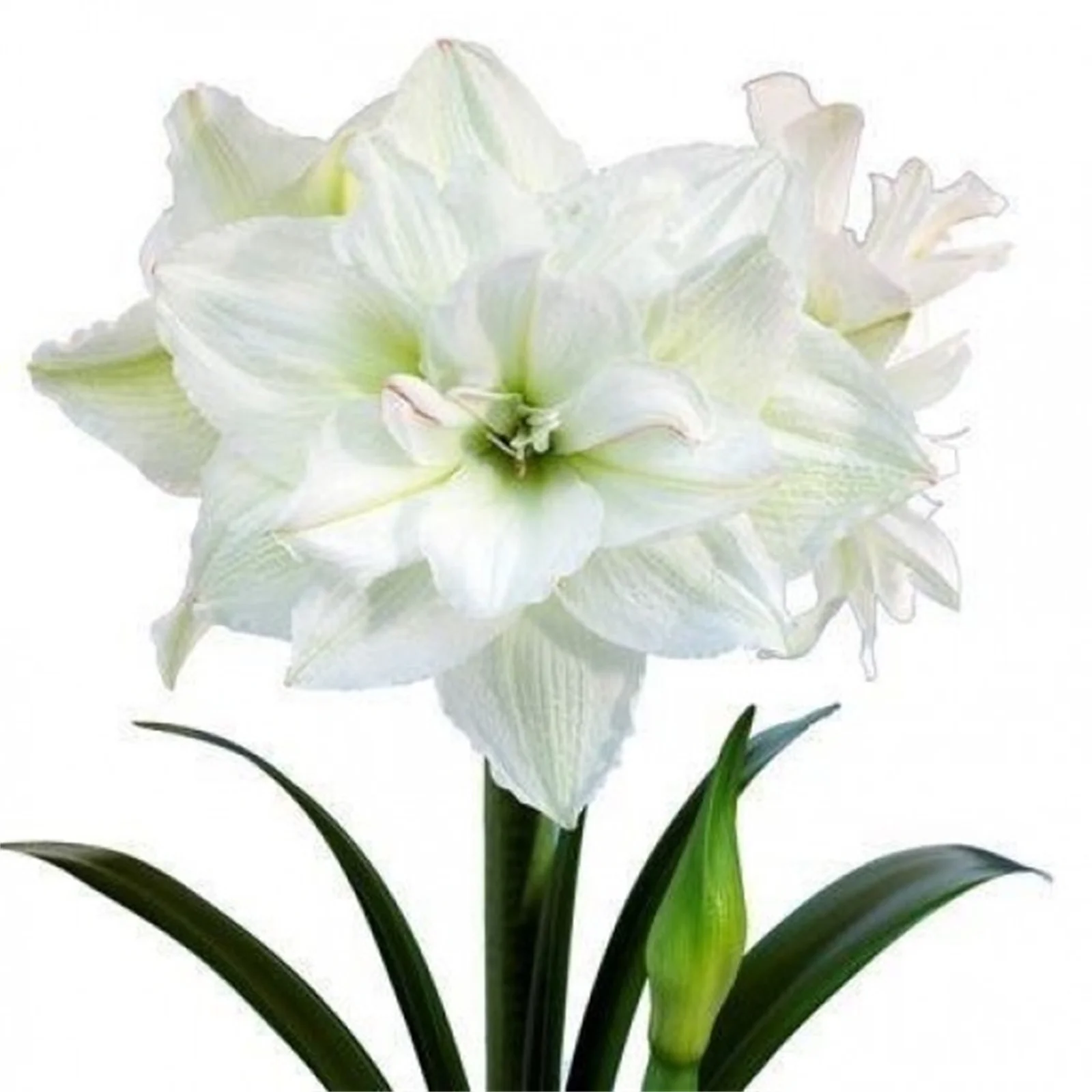 Amaryllis Bulbs, Amaryllis Plant,Amaryllis Bulbs, Are A Excellent Choice For Gardeners, Beautiful Large Flowers,Amaryllis Bulbs For Plant, Bright Flowers,Bright Bulbs, Perennial, Garden Single Flower,