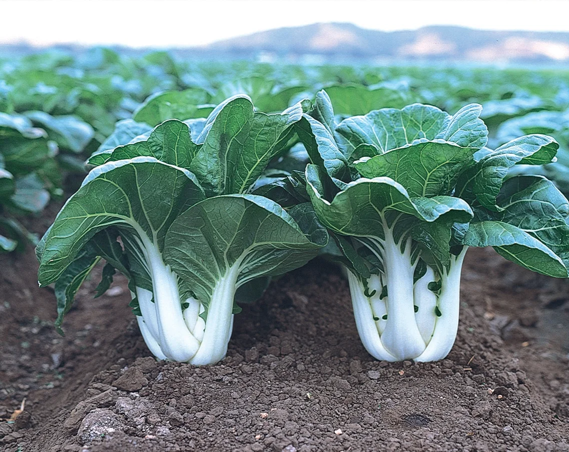 1000+ CHINESE WHITE STEM PAK CHOI Bok Choy Seeds - Non-GMO Heirloom Seeds by Mai's Family