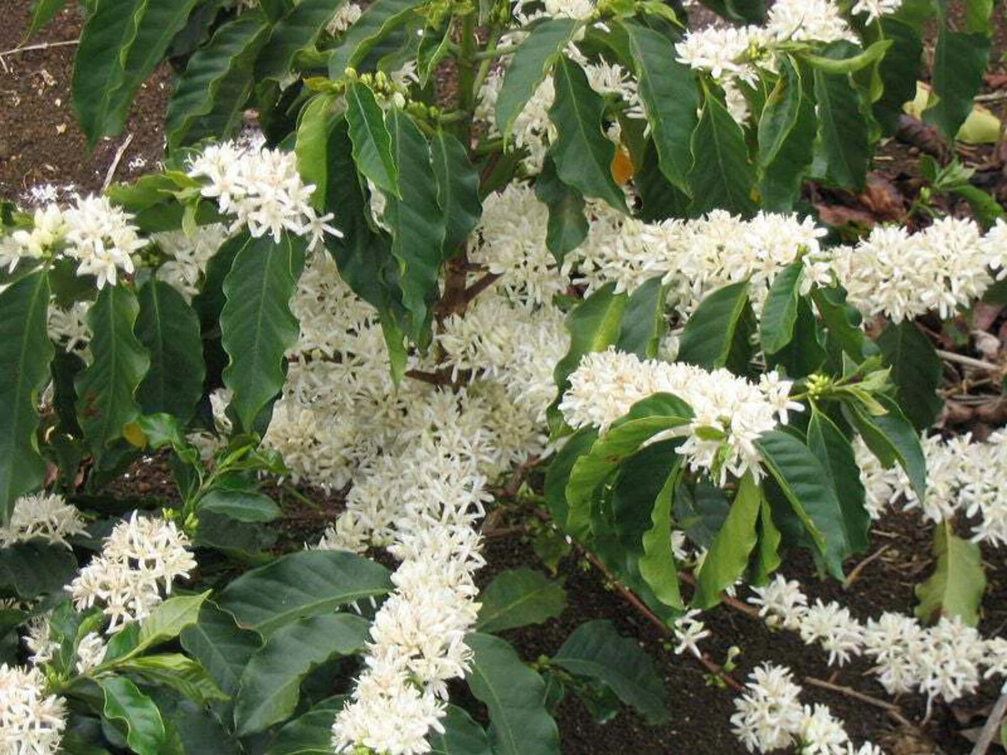 15 ARABICA COFFEE Tree Shrub Seeds - Grow your own coffee!