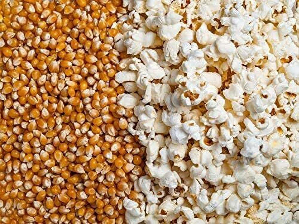 25 Snow Puff Popcorn Seeds to Grow Made in USA. Grow Your own Popcorn