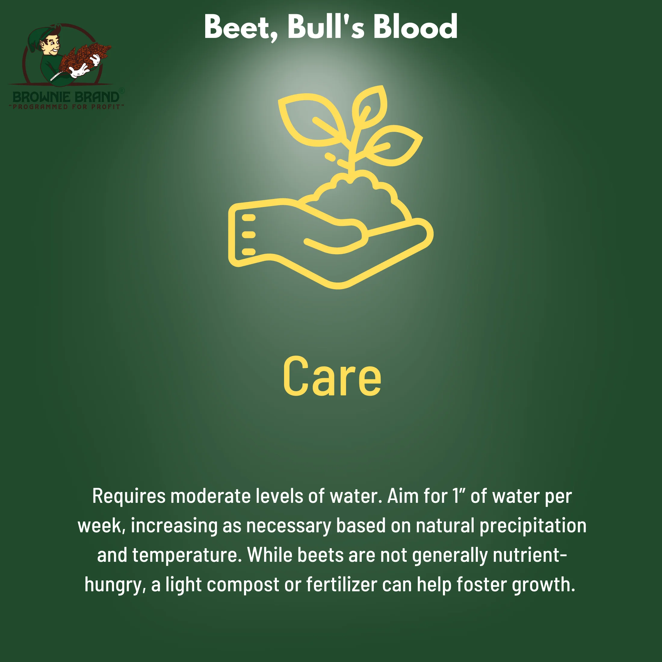 Browning Seed Beet Bull's Blood, Packet