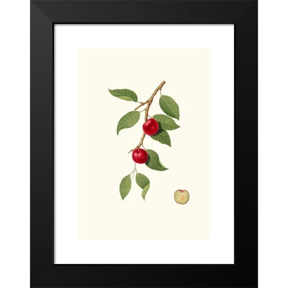 Giorgio Gallesio 11x14 Black Modern Framed Museum Art Print Titled - Cilieegia Susina. (Myrobalan Plum, Cherry Plum) (1817-1839)