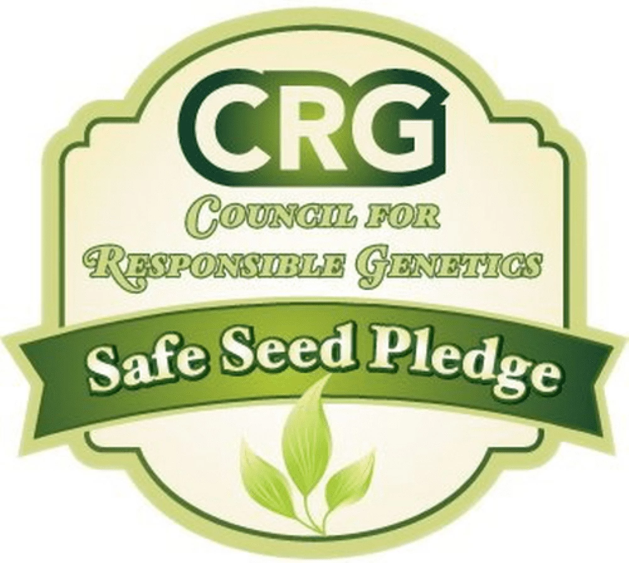 Earthcare Seeds - Baby's Breath Covent Garden 1000 Seeds (Gypsophila Elegans CG) Heirloom - Open Pollinated