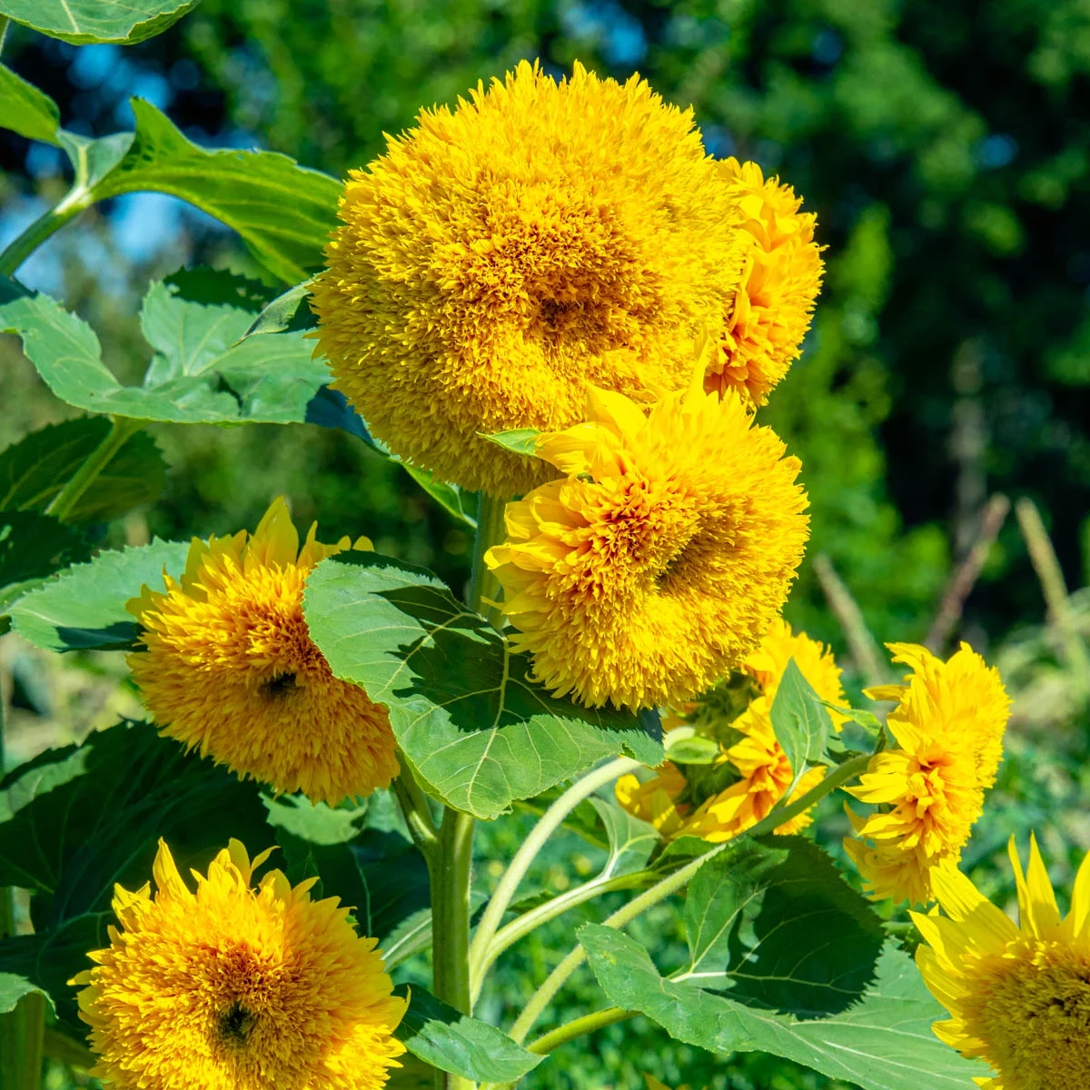 Golden Bear Sunflower Flowering Seeds, 25 seeds per pack