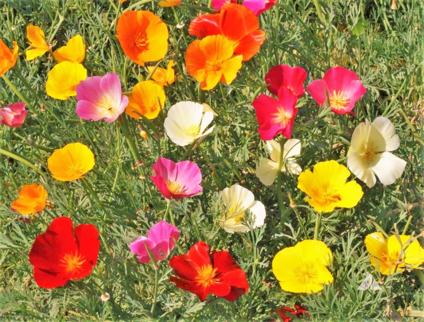 TomorrowSeeds - 7 Colors Mix California Poppy Seeds - 1500+ Count Packet - Rainbow Poppies Mixed Colors Formula Drought Tolerant Garden Flower Seed For 2024 Season