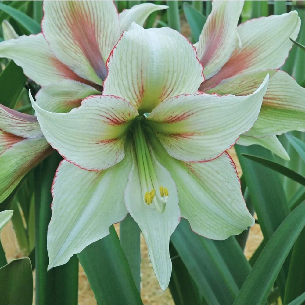 Amaryllis Bulbs For Planting Amaryllis Bulbs For Sale Amaryllis Plant Bulbs Amaryllis Bulbs Bulk Amaryllis Plants Gifts