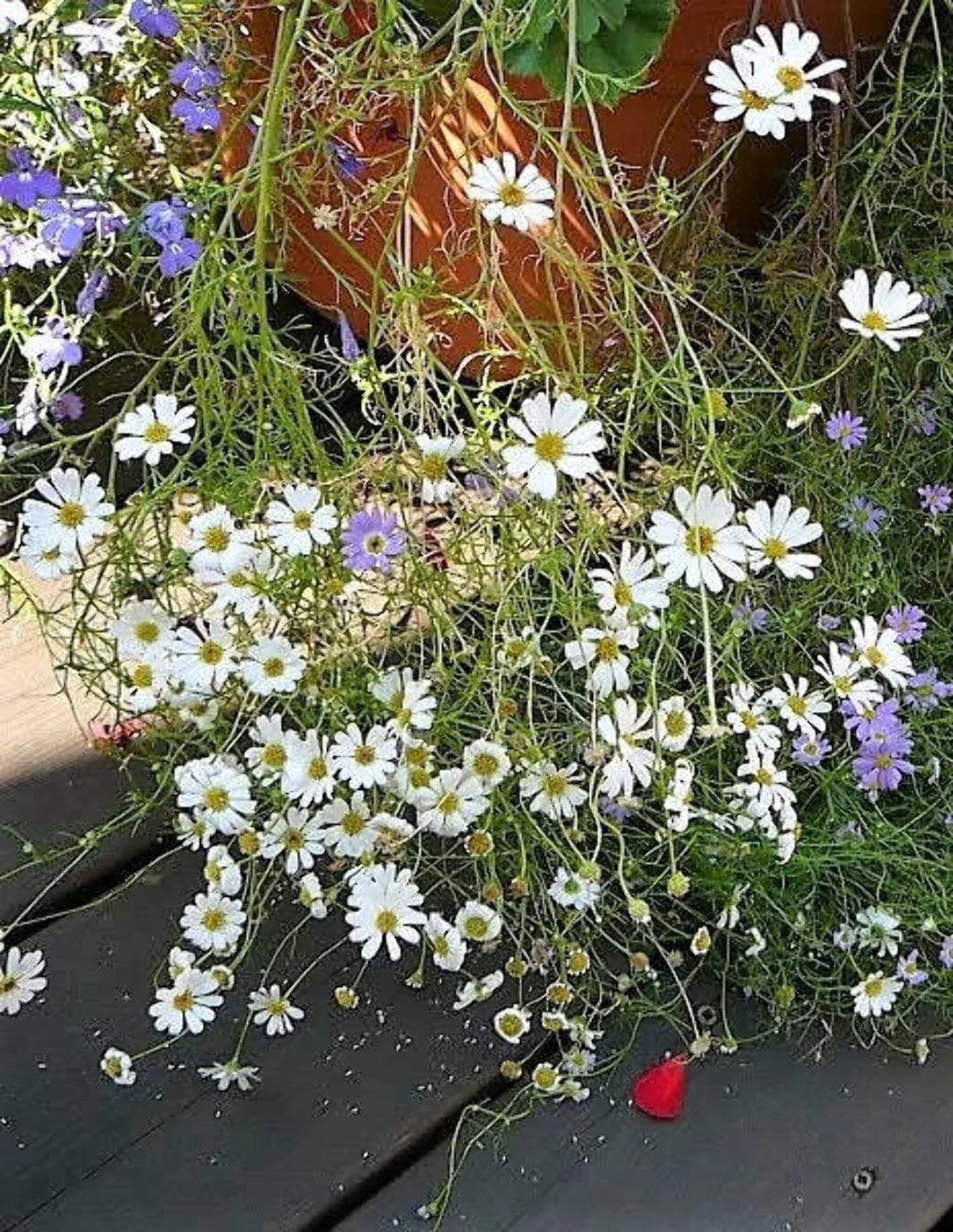 200 White SWAN RIVER DAISY Brachyscome Iberidifolia Flower Seeds