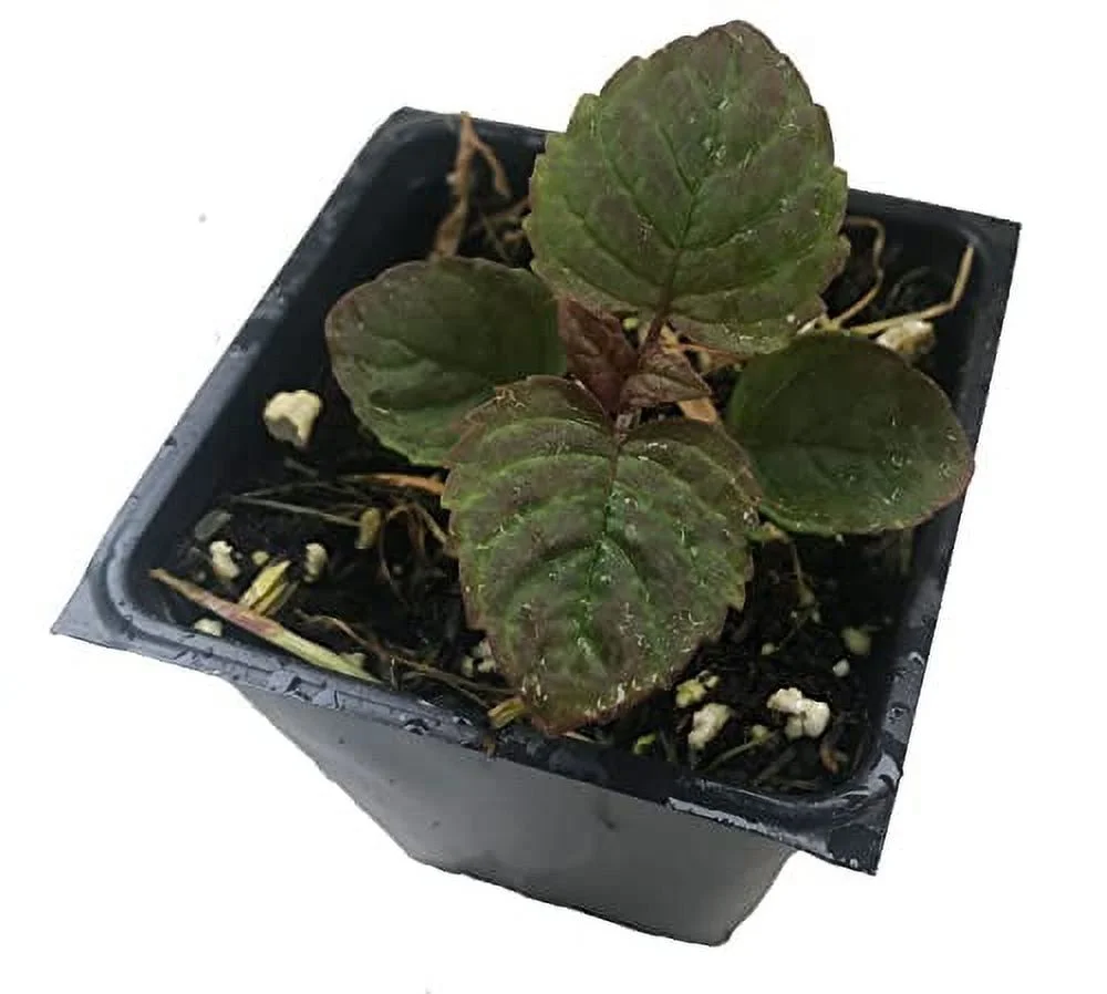 Bee Balm Plant (Monarda Fistula) 2.5 inch Pot