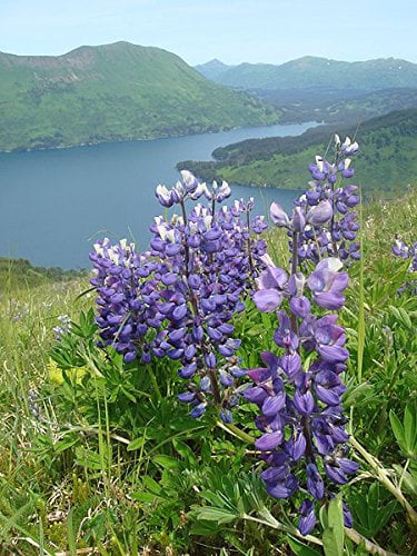 Lupin Wildflower 150 Seeds (Lupinus perennis) Heirloom - Non GMO - Open Pollinated