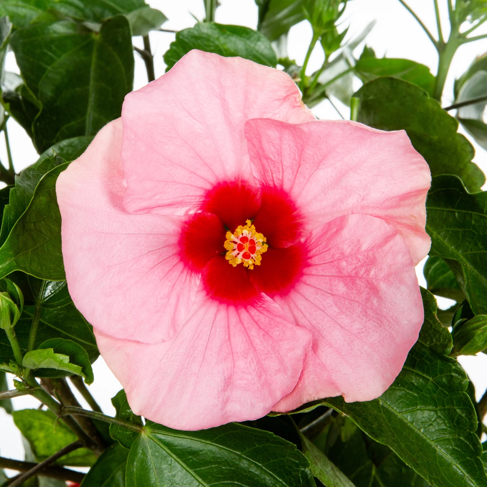 Island Blooms 3QT Multicolor Hibiscus Live Plants with Decorative Planter