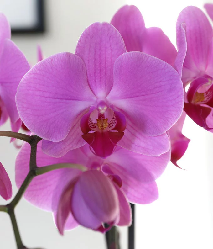 From You Flowers - Blooming Love Lavender Orchid for Birthday, Anniversary, Get Well, Congratulations, Thank You
