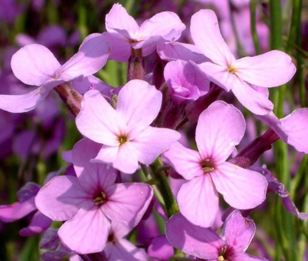 500 Seeds Dame's Rocket Seeds - Violet -Perennial - Free Shipping