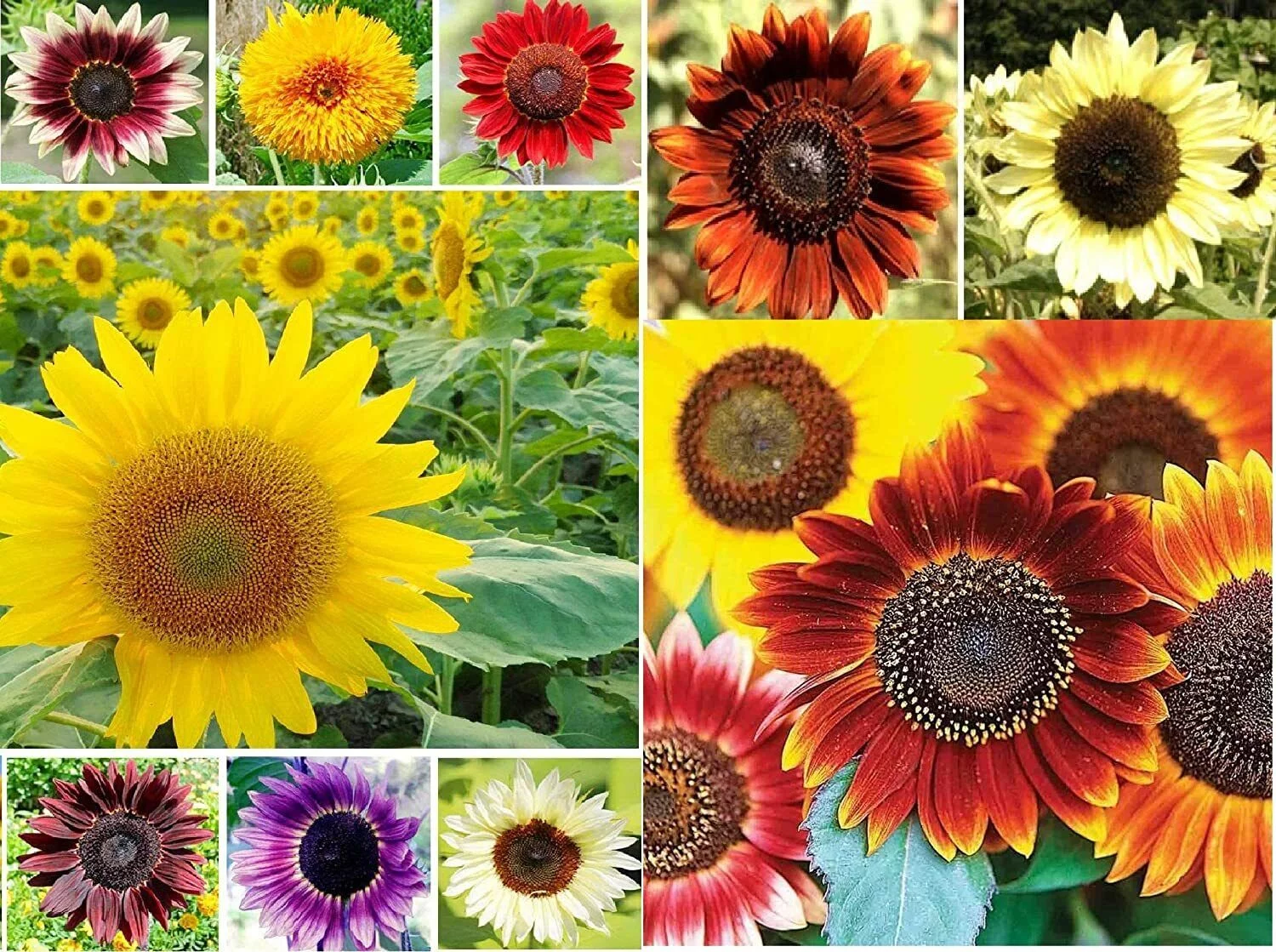 1,000 Sunflower Seeds for Planting Jumbo Mix Pack 15 Varieties Helianthus annuus