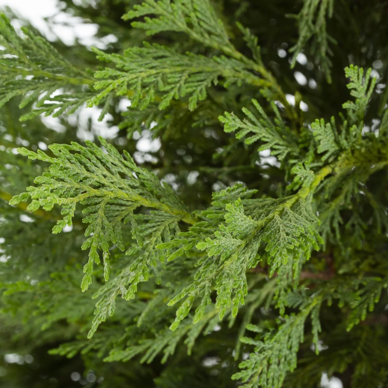 Expert Gardener 2.25 Gallon Green Leyland Cypress Evergreen Shrub Live Plants
