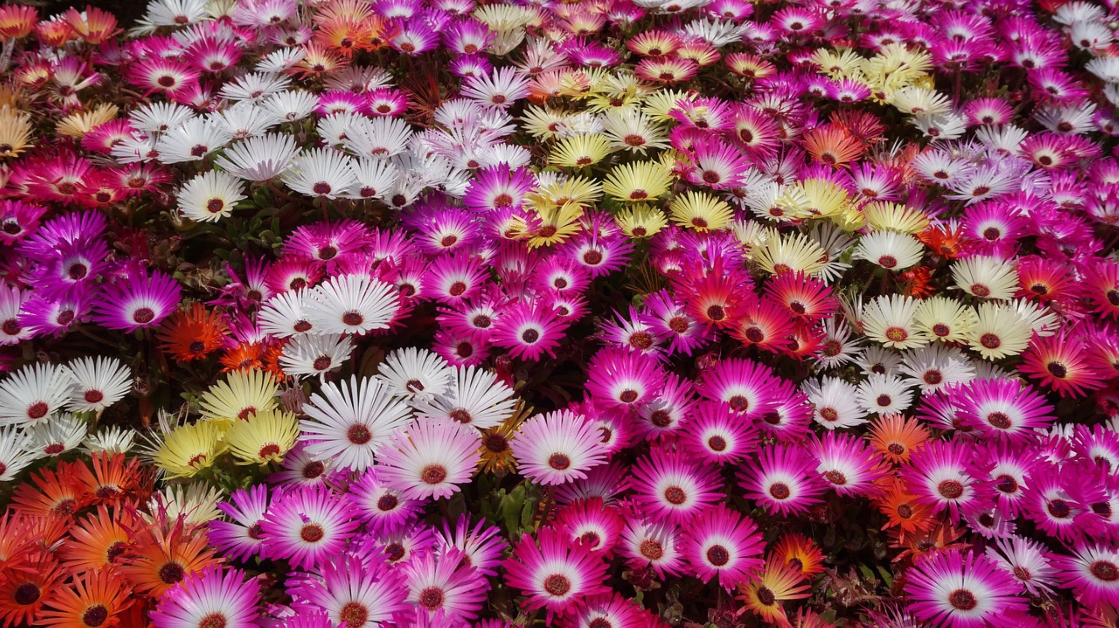 Livingstone Daisy Seeds/ Perennial/ Full Sun/46K Seeds 1/8 oz/ Zellajake Farm and Garden- B242