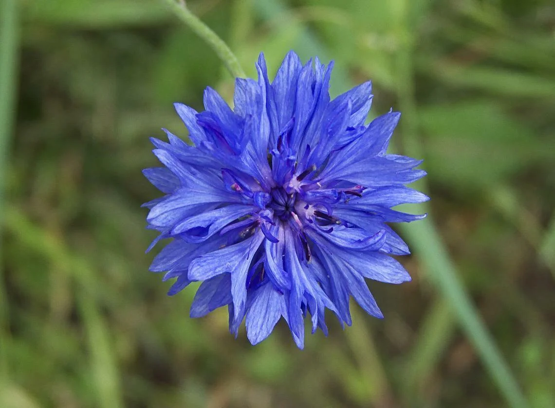 120+ CENTAUREA BLUE BOY HEIRLOOM BACHELOR BUTTONS, ANNUAL CORN FLOWER SEEDS