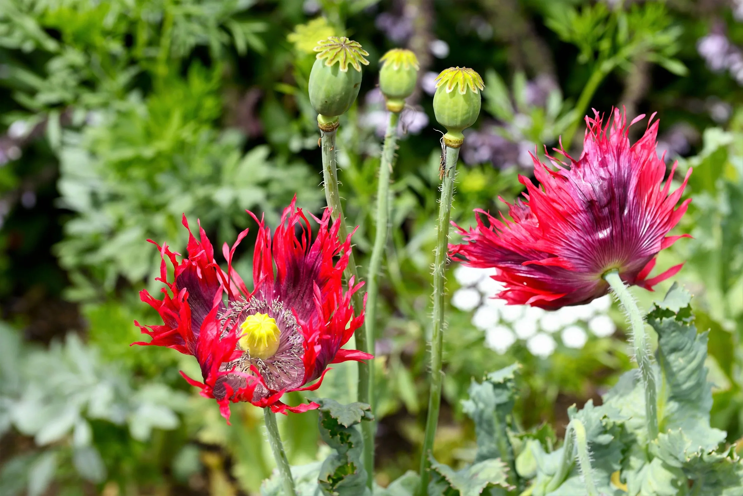 200 Seeds Organic JIMI'S FLAG POPPY Scarlet Red Electric Lavender & Deep Purple Papaver Somniferum Flower Seeds