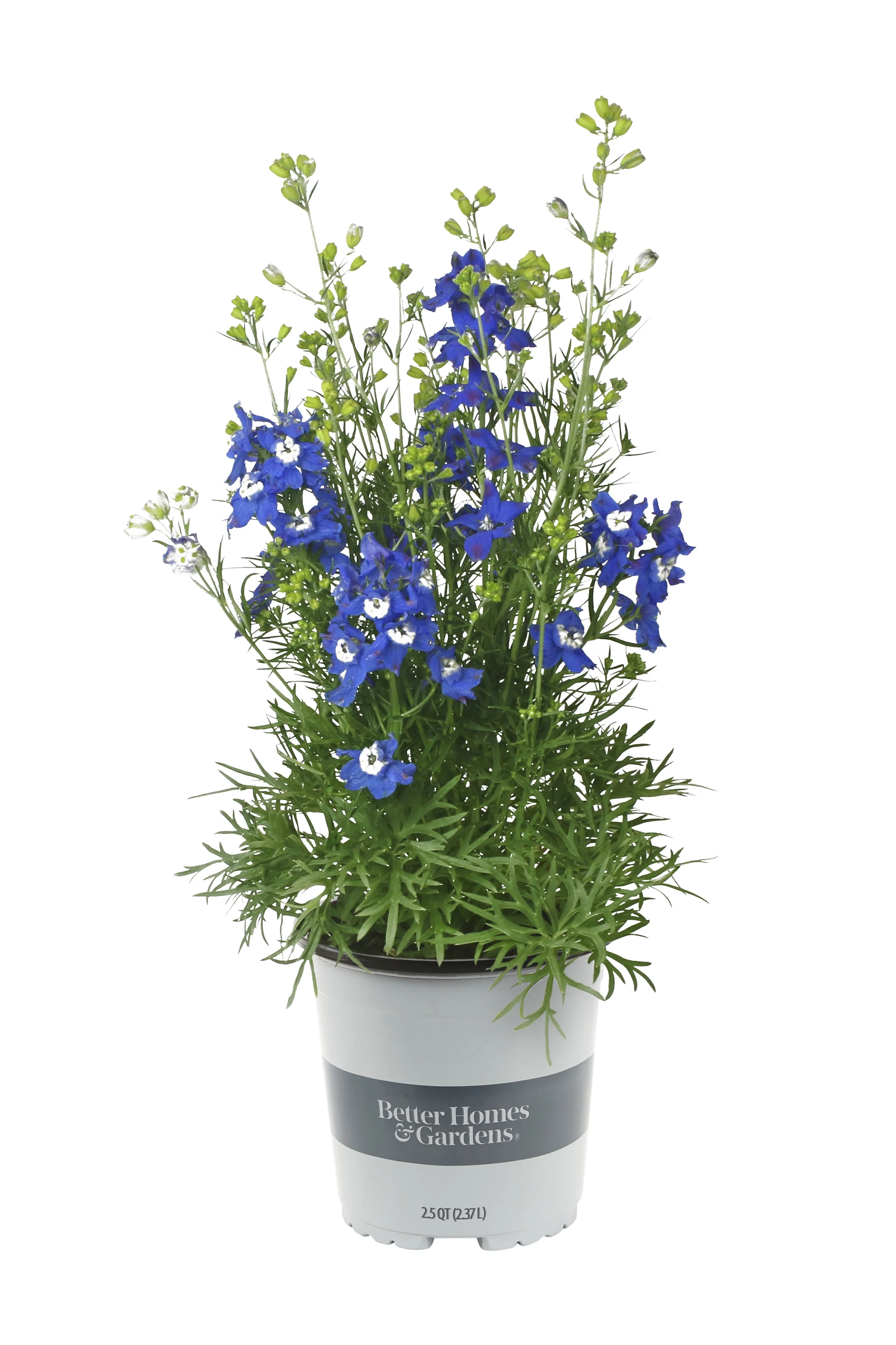 Better Homes & Gardens 2.5QT Blue Delphinium Blue Diamonds Live Plants with Grower Pot