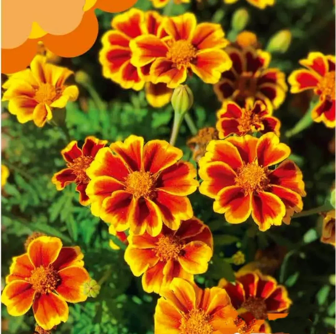 400 Seeds French Marigold Flower Seeds,  Mixed Colors-Rare Original Flower Seeds Marigold