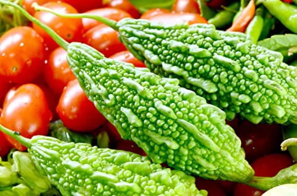 Green Bitter Gourd Vine Seeds for Planting - 10 Seeds - Rare and Hard to Find. Ships from Iowa, USA
