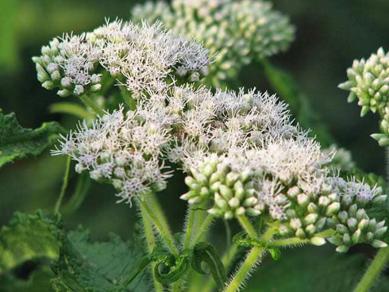 200 TALL WHITE BONESET (Thoroughwort) Eupatorium Perfoliatum Flower Seeds