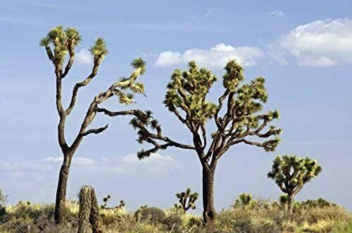 10 Joshua Tree Seeds to Grow Highly Prized Joshua Tree