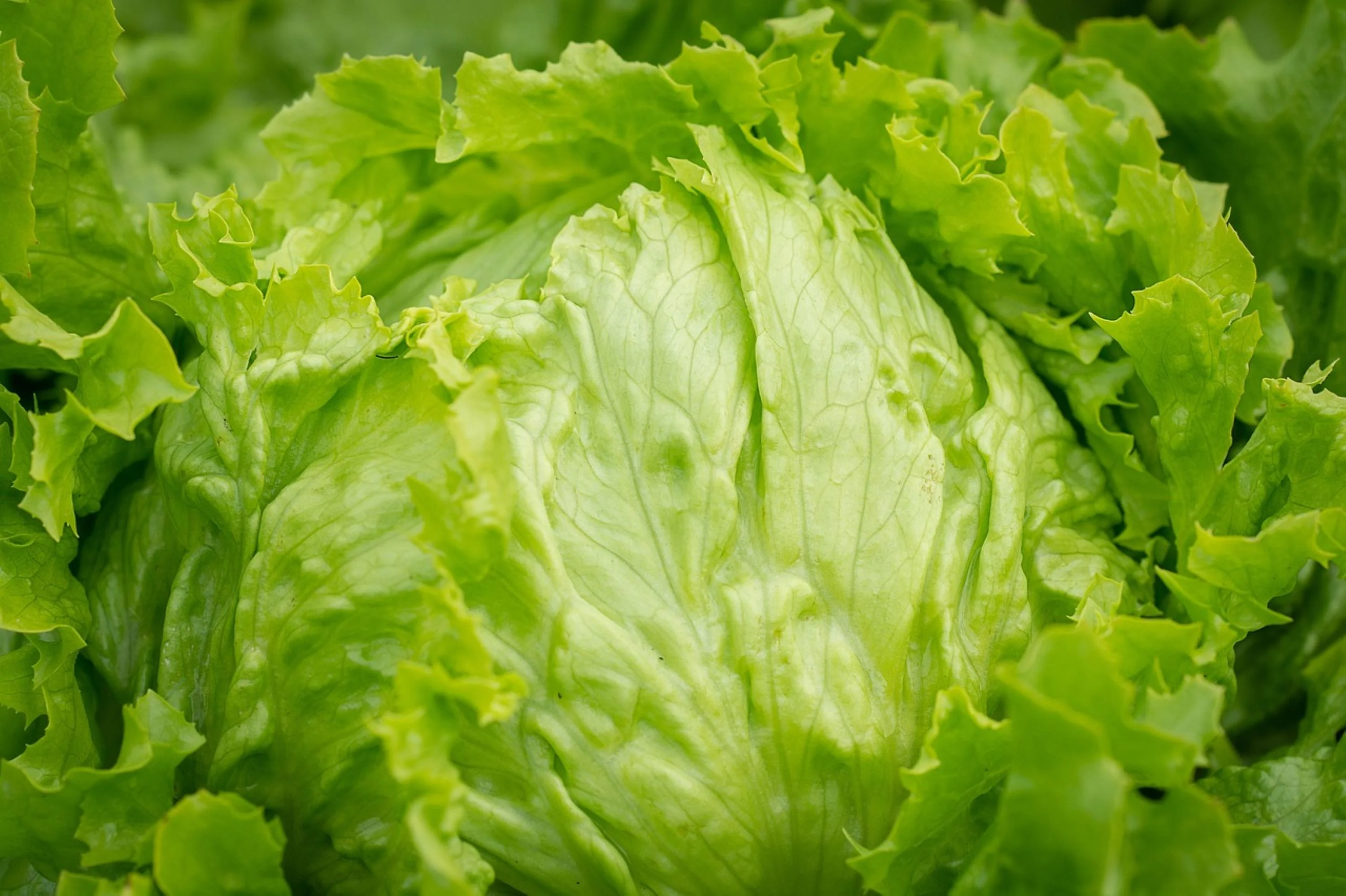 Iceberg Lettuce Seeds/ Full Sun/ Annual/2000 Seeds 2 Grams/ Zellajake Farm and Garden- B302