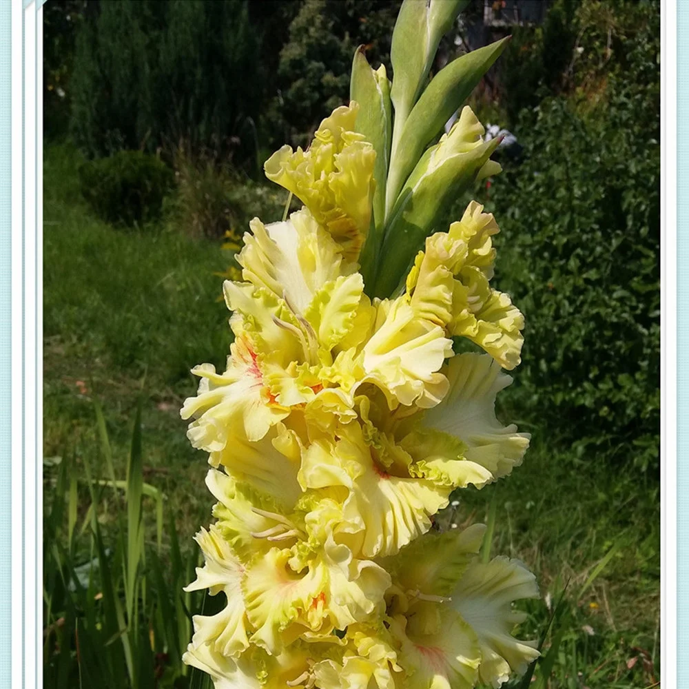Gladiolus Bulbs, Large Flowers, Hardy Plants, Long Blooming Period, Fresh Bulbs,Gladiolus Bulbs for Planting 2021