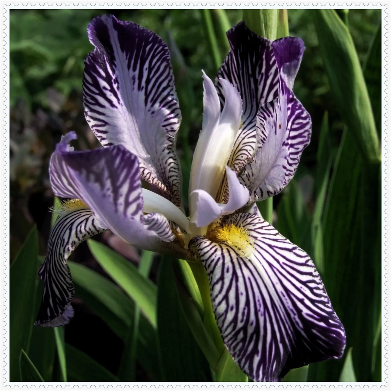 Iris bulbs perennial reblooming,iris plants for sale,Iris bulbs, iris plant,Iris bulbs fior planting hardy perennial herb that grows well in gardens and pots
