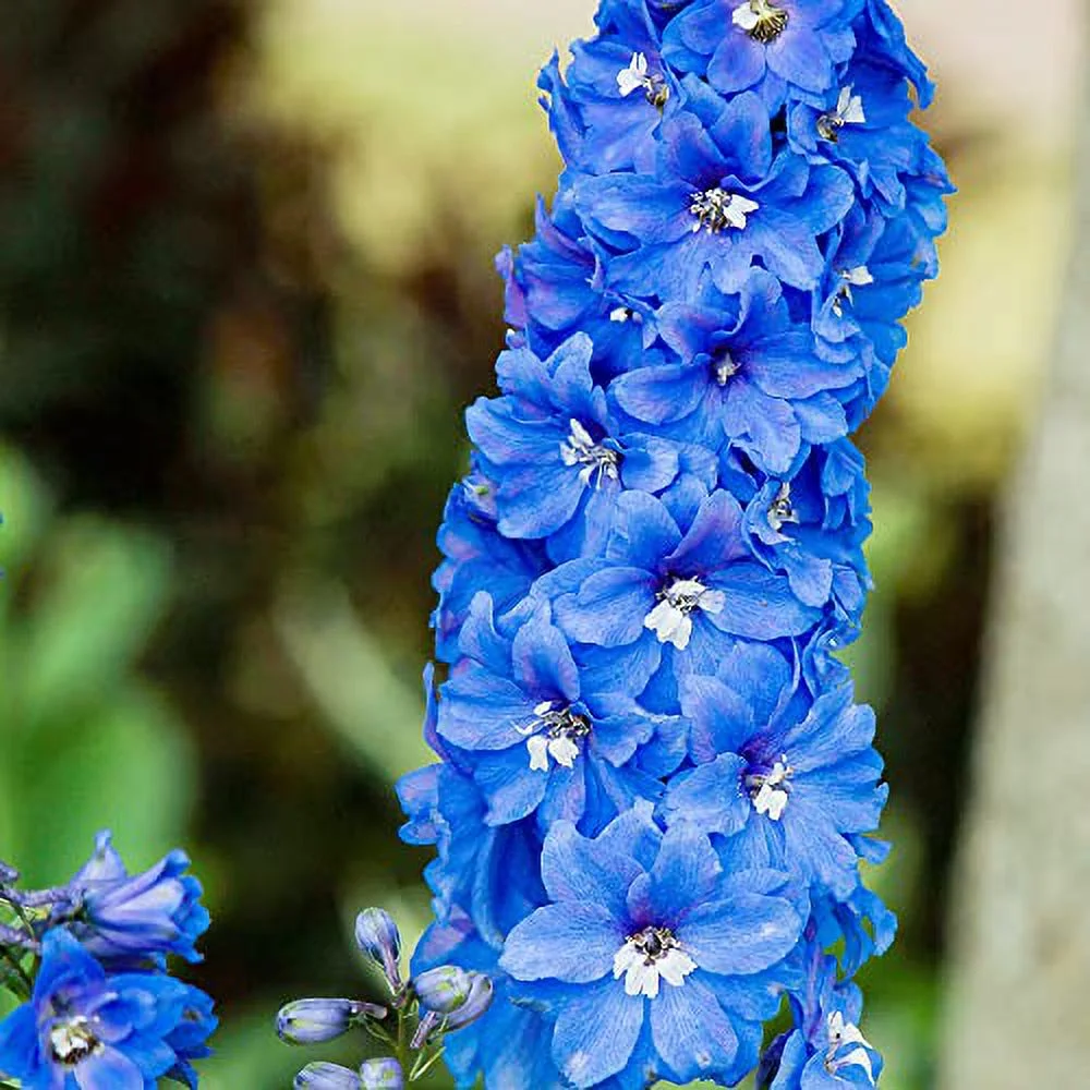 500Pcs Rocket Larkspur Light Blue Seeds Consolida Ajacis Cut Flowers Gift Non-GMO & Heirloom Beautiful Flower to Plant in Your Home Garden by YEGAOL Garden