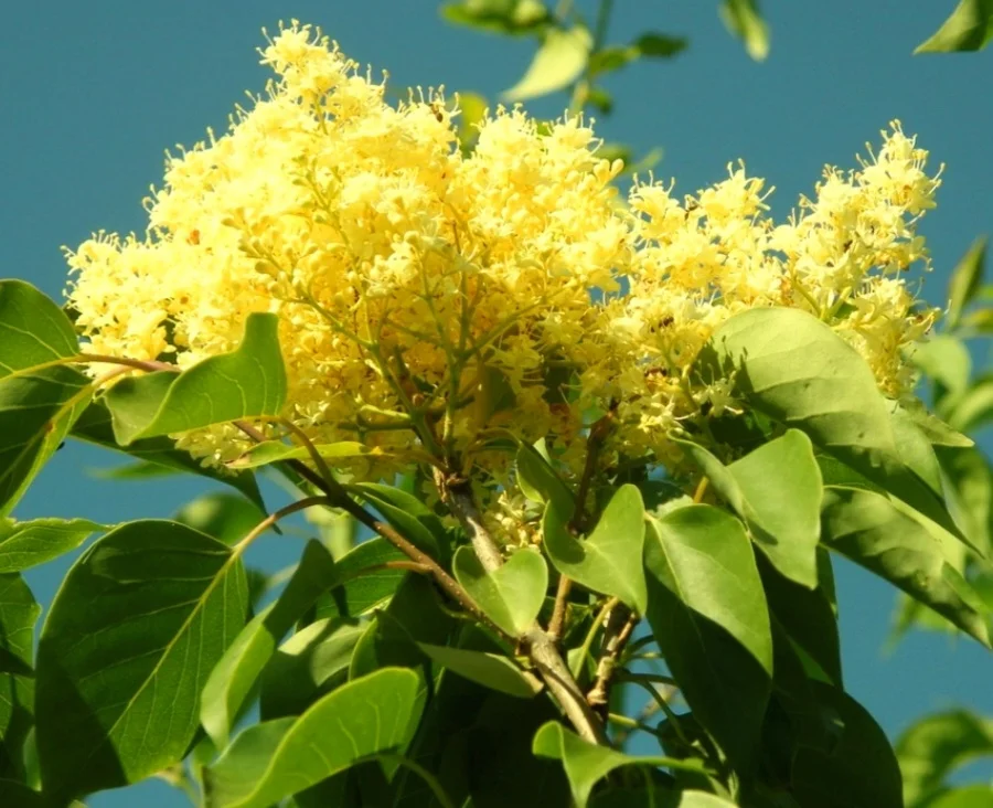 50 Yellow Lilac Seeds Extremely Fragrant Japanese Tree Lilac Shrub Syringa Vulgaris