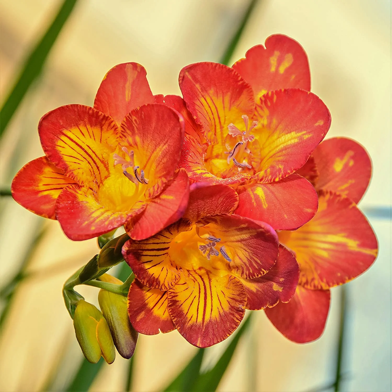 GeSHOP Freesia 'Single Bicolor' Plant Bulbs (15 Pack) - Red-Yellow Single Form Flowering Blooms in Spring Gardens