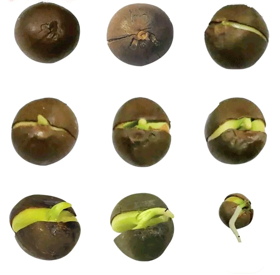 25 Camellia Seeds Camellia sinensis Chinese Green Tea Seeds Tea Plant Edible Flower