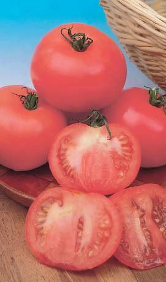 Clovers Garden Pink Girl Tomato Plant– Two (2) Live Plants – Not Seeds – Each 5