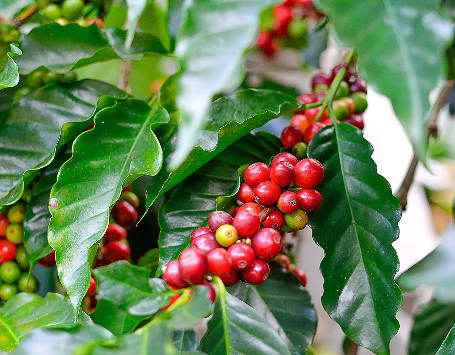 Two Arabica Coffee Bean Plant 4