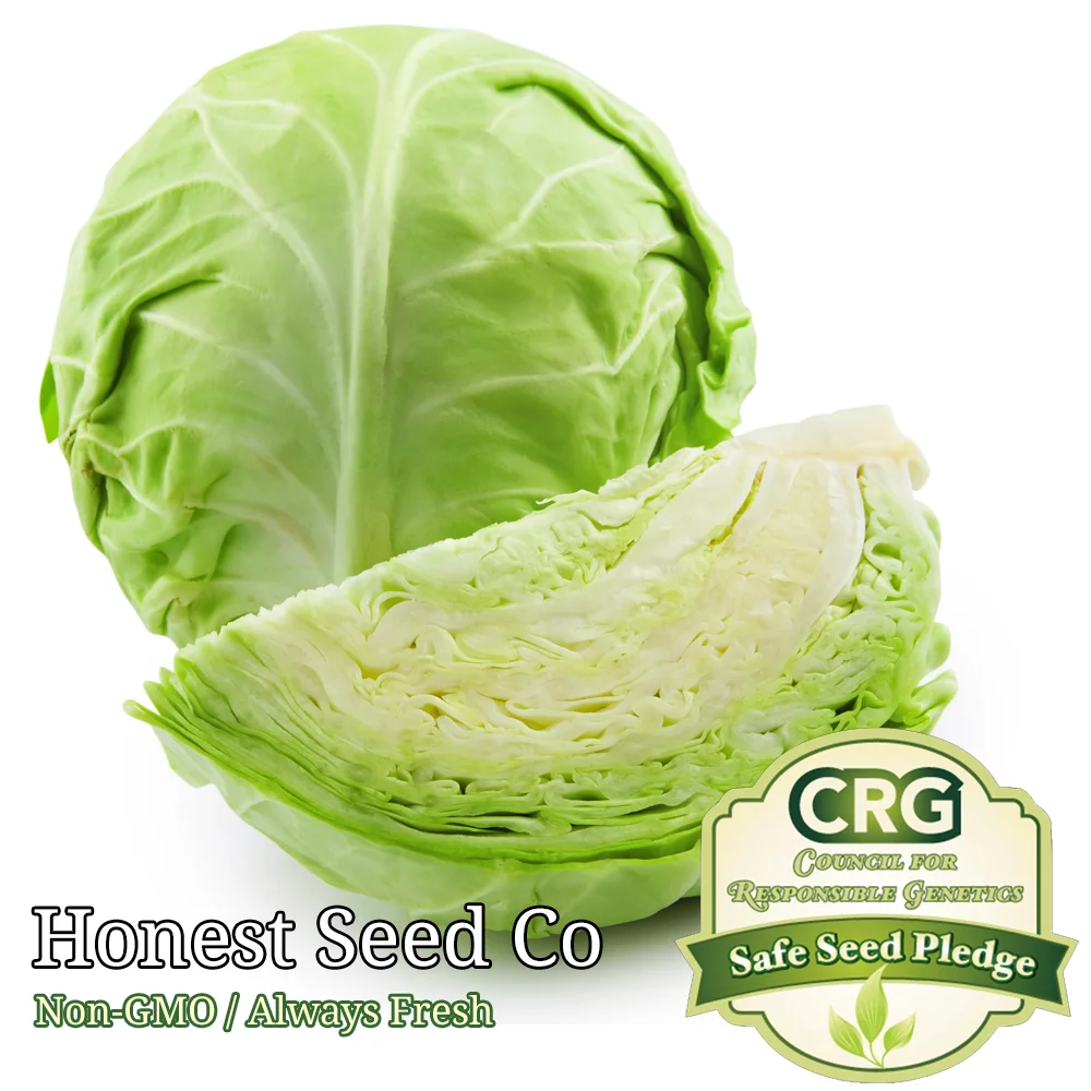 400+ Green Cabbage Seeds | Non-GMO | Heirloom Garden Seeds from USA
