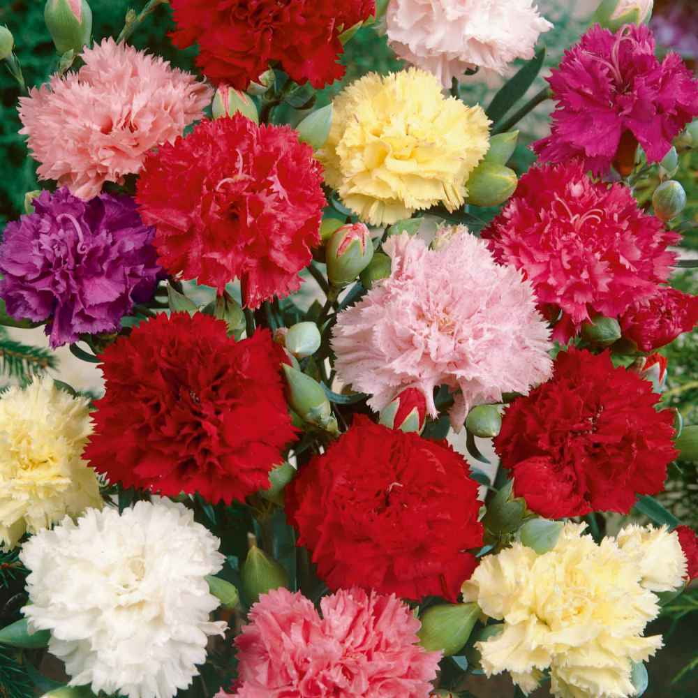 Outsidepride Carnation Chabaud Mix - 2000 Seeds