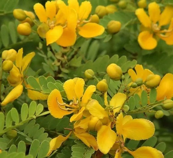 Cassia auriculata | Matura Tea Tree | Ranawara | Avaram Senna | 10_Seeds