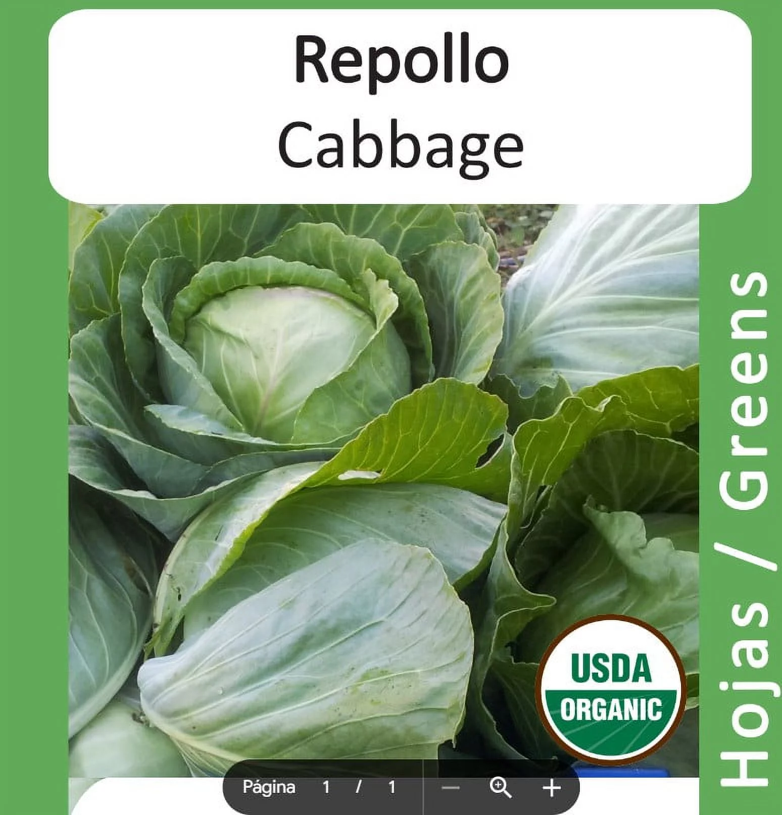 Cabbage Organic Seeds
