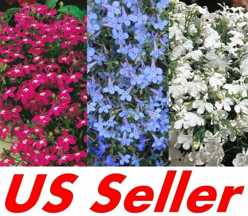 500 Seeds Lobelia Cascade B120-B122 Beautiful Ground Cover k Garden, B121 White Lady