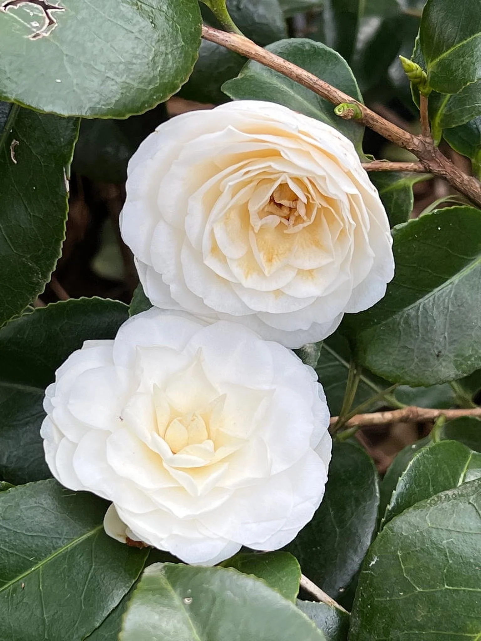 Pixies Gardens White By The Gate Camellia 1 Gallon