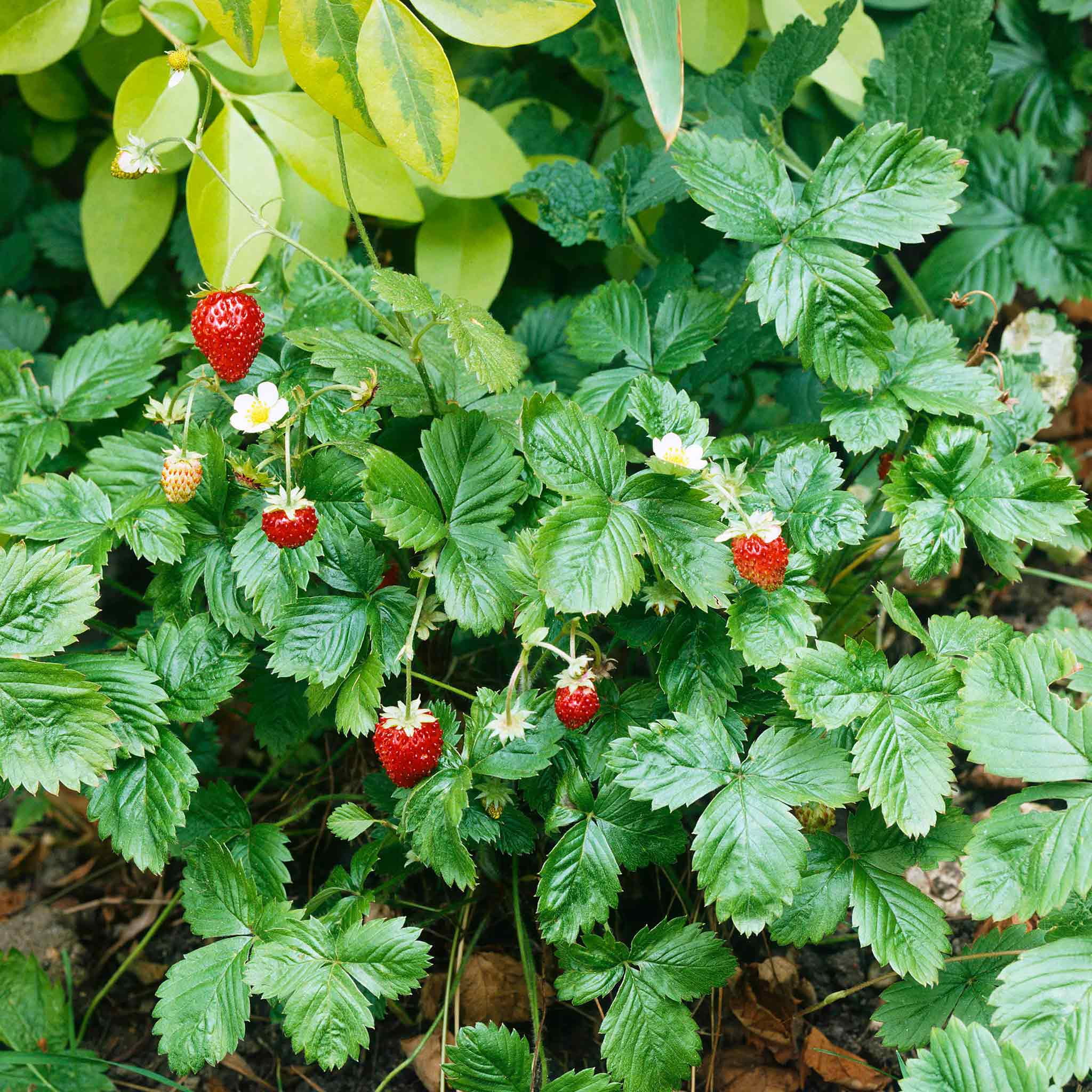 Strawberry Seeds - Alpine Strawberry Baron Solemacher - Packet -  Vegetable Seeds,   Attracts Bees, Attracts Pollinators, Easy to Grow & Maintain, Container Garden