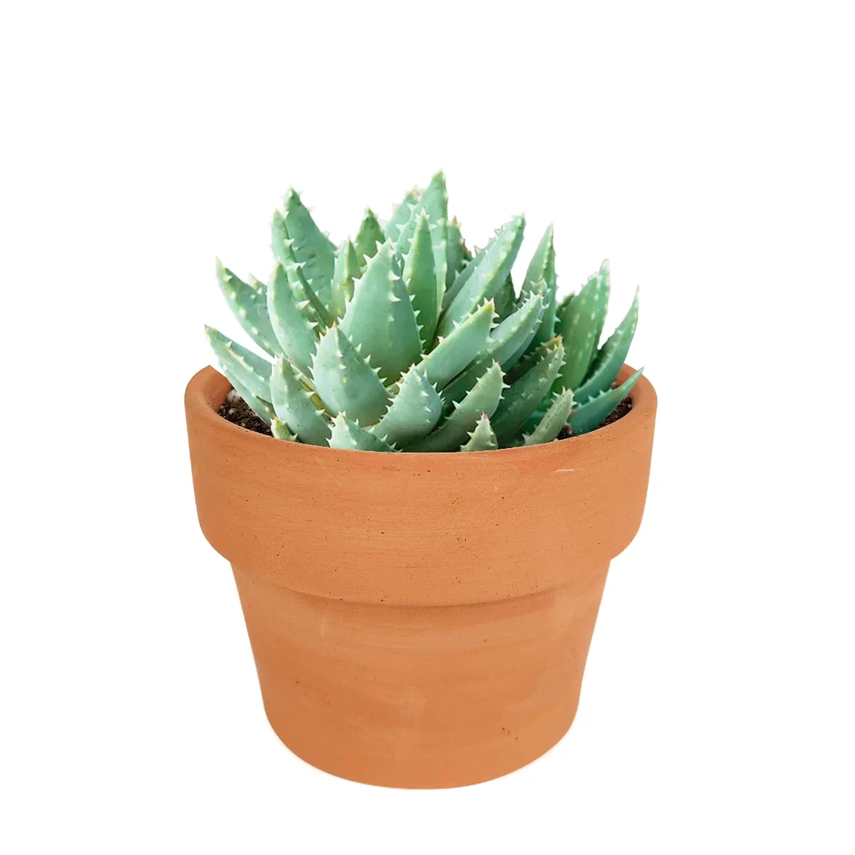 Aloe Brevifolia, Short-leaved Aloe, Best Succulent for Beginner 4 inch size with Clay Pot