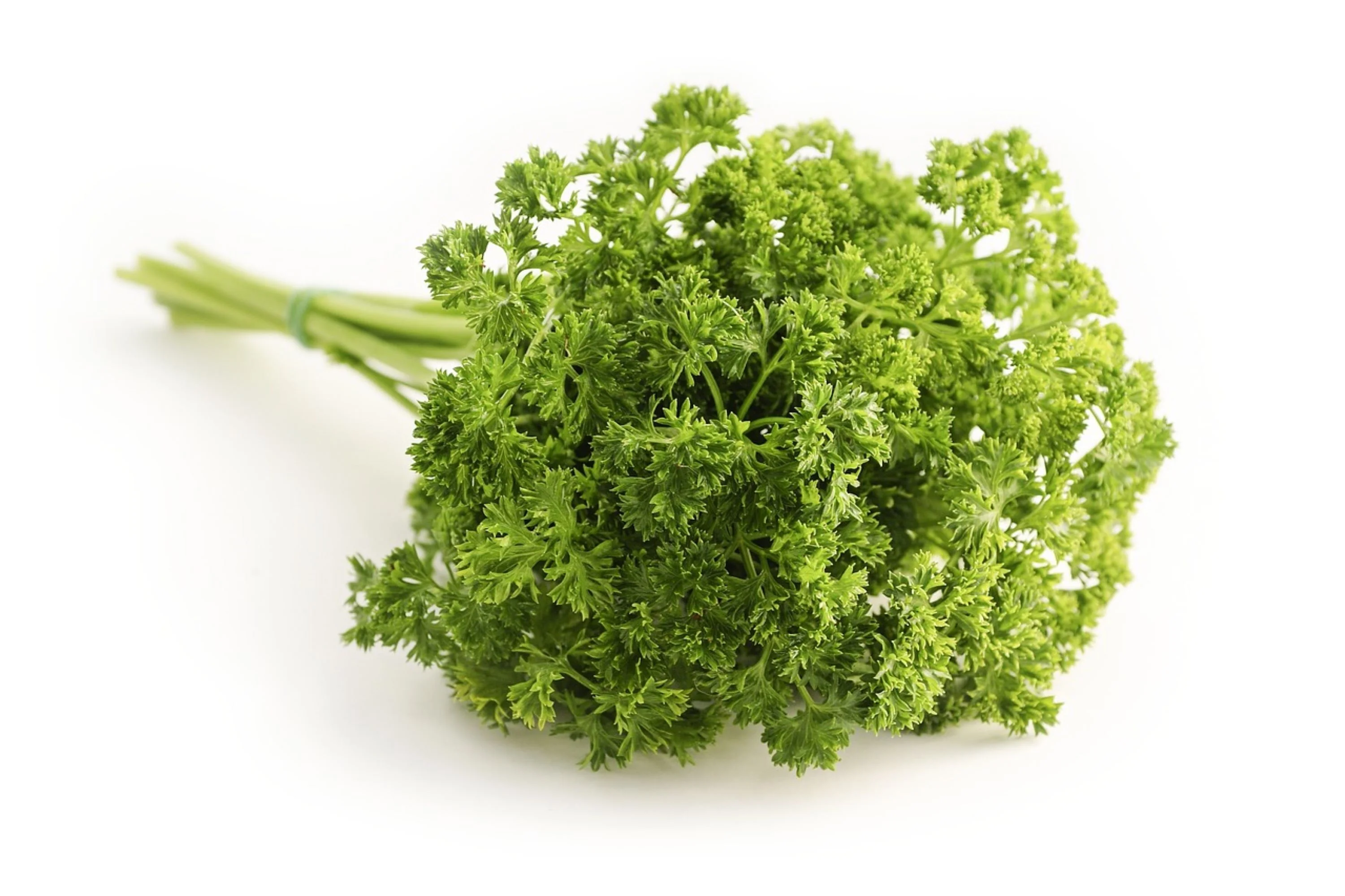 Italian Giant Parsley Seeds/ Biennial/ Full Sun/ 10K Seeds 1 oz/ Zellajake Farm and Garden - B57