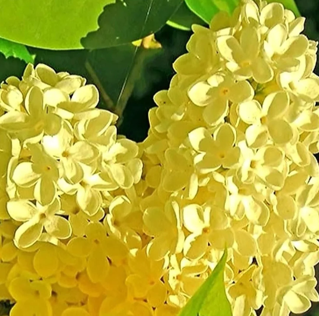 50 Yellow Lilac Seeds Extremely Fragrant Japanese Tree Lilac Shrub Syringa Vulgaris