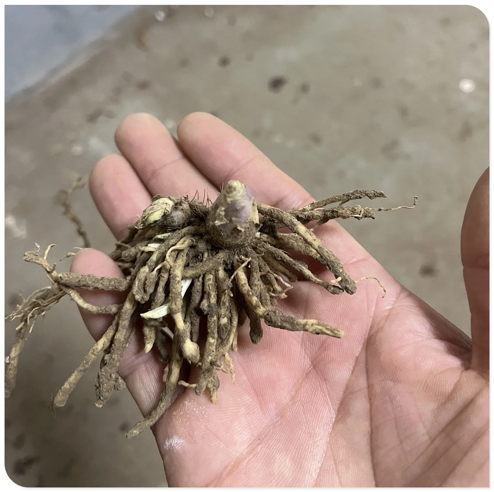 Hosta Plants Bulbs For Planting Perennial,Beautify Environment,Hosta Plants Outdoor,Hosta Bulbs In Pots,Hosta Plants For Sale,Hostas Rhizomes.